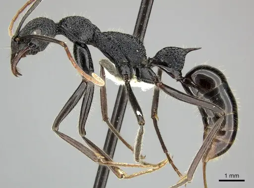 Leptogenys longensis specimen