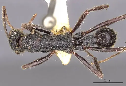 Leptogenys longensis - CASENT0907351