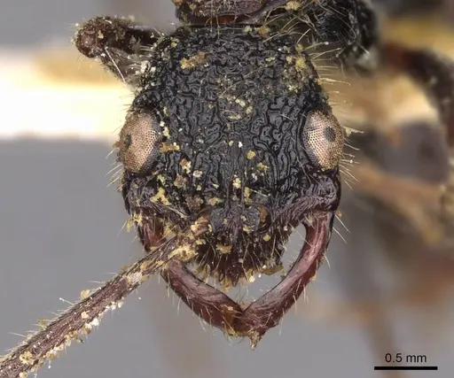 Leptogenys longensis - CASENT0907351