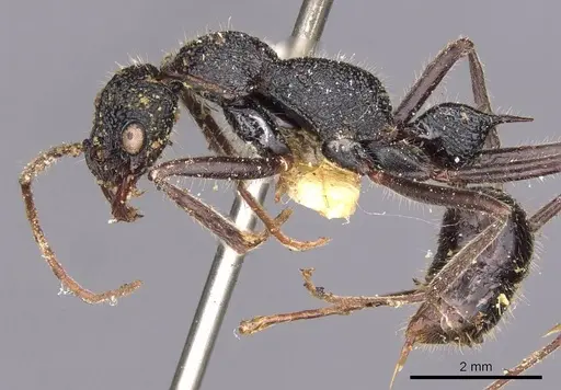 Leptogenys longensis - CASENT0907351