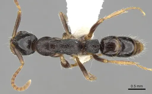 Leptogenys longiceps specimen