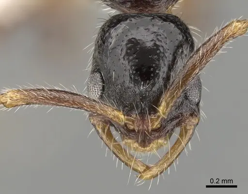 Leptogenys longiceps specimen