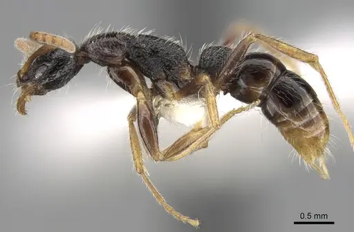 Leptogenys longiceps specimen