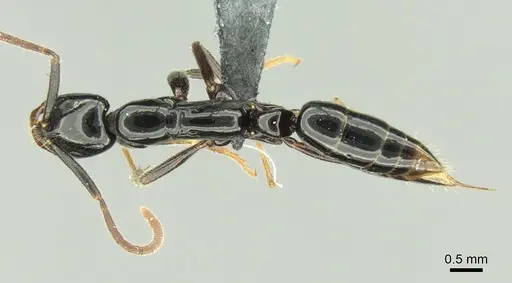 Leptogenys lucida specimen