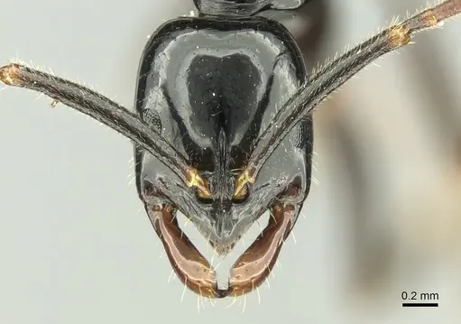 Leptogenys lucida specimen