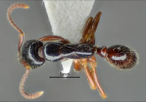 Leptogenys lucidula specimen
