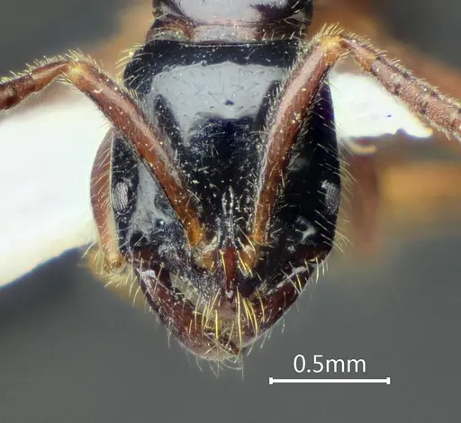 Leptogenys lucidula specimen