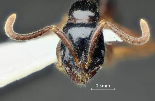 Leptogenys lucidula specimen