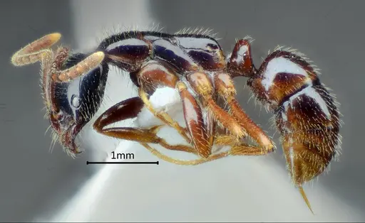 Leptogenys lucidula - ANTWEB1060503