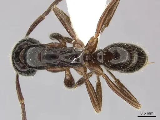 Leptogenys lucidula - CASENT0235337