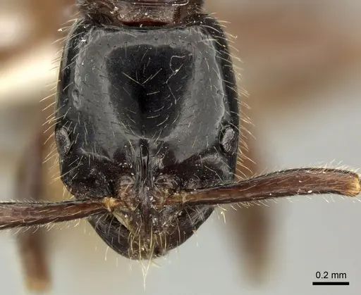 Leptogenys lucidula - CASENT0235337