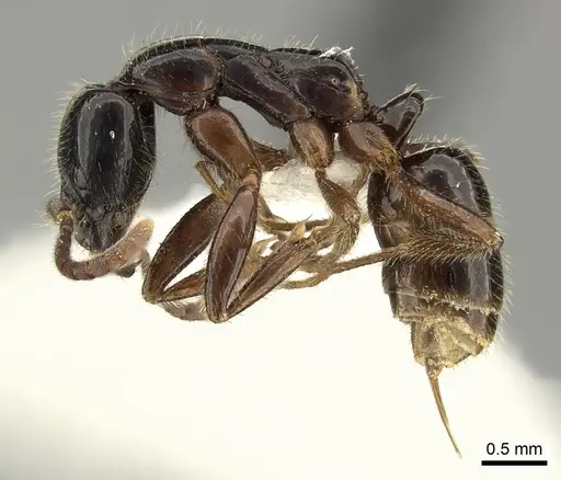 Leptogenys lucidula - CASENT0235337