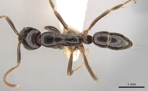 Leptogenys lucidula - CASENT0281926