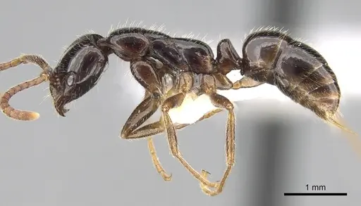 Leptogenys lucidula - CASENT0281926