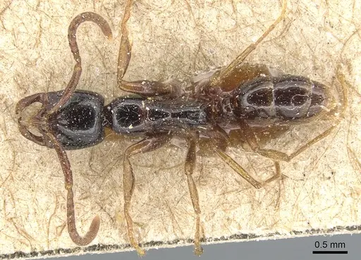 Leptogenys lucidula - CASENT0903951