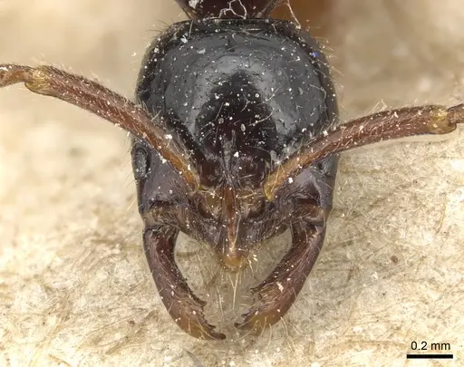 Leptogenys lucidula - CASENT0903951