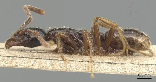 Leptogenys lucidula - CASENT0903951