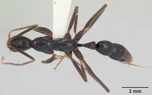 Leptogenys luederwaldti specimen