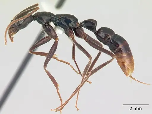 Leptogenys luederwaldti specimen