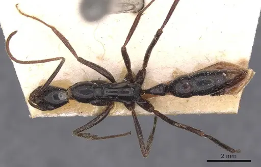 Leptogenys luederwaldti - CASENT0907399