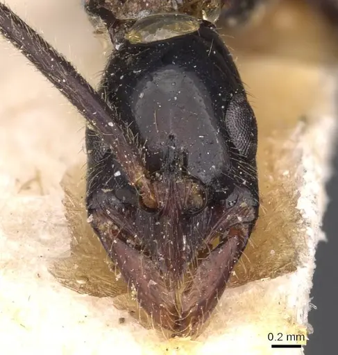 Leptogenys luederwaldti - CASENT0907399