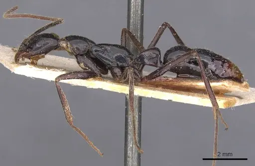 Leptogenys luederwaldti - CASENT0907399