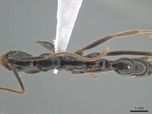 Leptogenys luederwaldti - DZUP549112