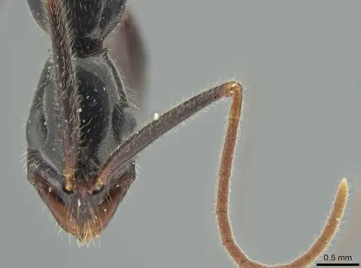 Leptogenys luederwaldti - DZUP549112