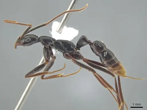 Leptogenys luederwaldti - DZUP549112