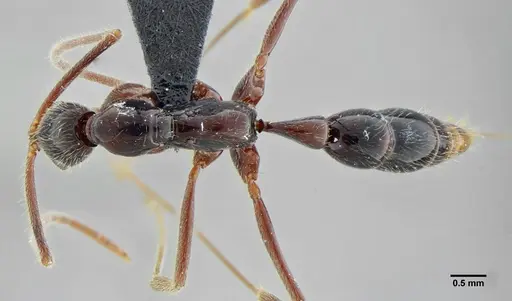 Leptogenys luederwaldti - UFV-LABECOL-001208