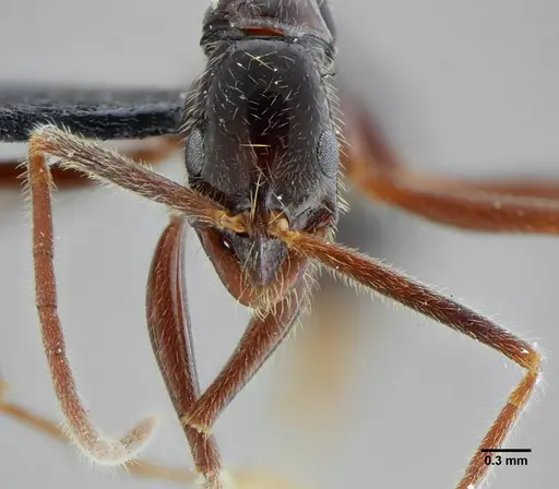 Leptogenys luederwaldti - UFV-LABECOL-001208