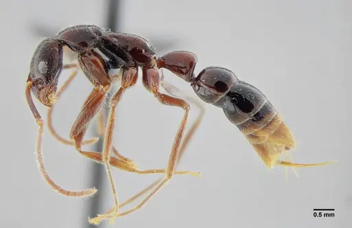 Leptogenys luederwaldti - UFV-LABECOL-001208