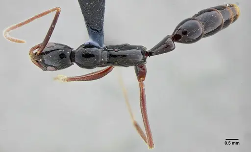 Leptogenys luederwaldti - UFV-LABECOL-007448