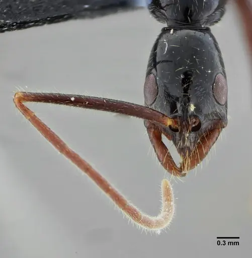 Leptogenys luederwaldti - UFV-LABECOL-007448