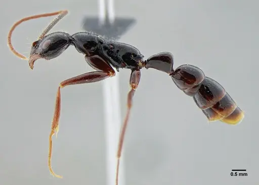 Leptogenys luederwaldti - UFV-LABECOL-007448