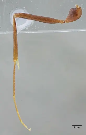 Leptogenys luederwaldti - UFV-LABECOL-007448