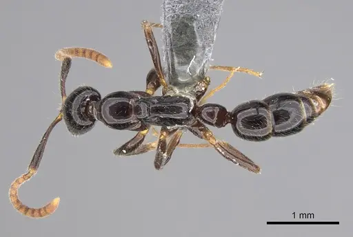 Leptogenys mactans specimen