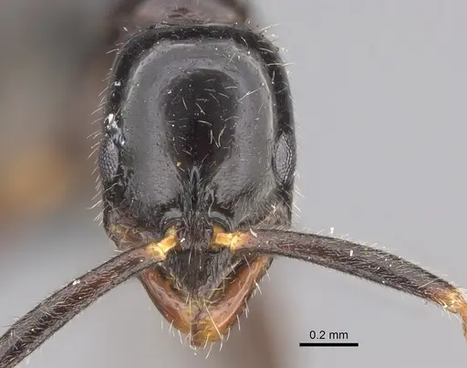 Leptogenys mactans specimen