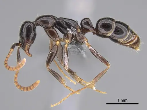 Leptogenys mactans specimen