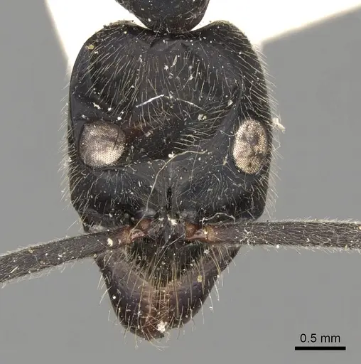 Leptogenys magna specimen