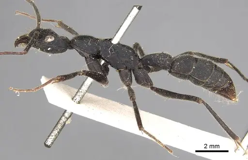 Leptogenys magna specimen