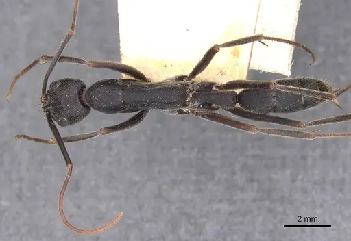 Leptogenys magna - CASENT0907396