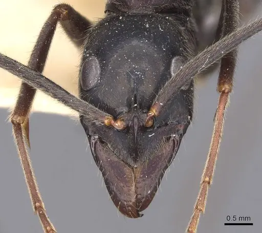 Leptogenys magna - CASENT0907396