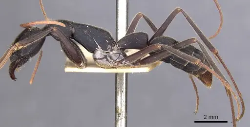 Leptogenys magna - CASENT0907396