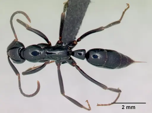 Leptogenys malama specimen