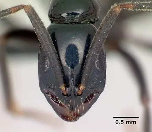 Leptogenys malama specimen