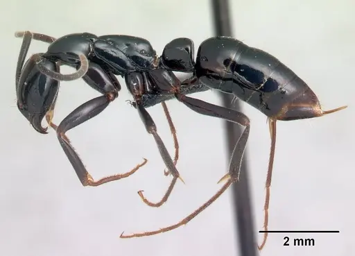 Leptogenys malama specimen