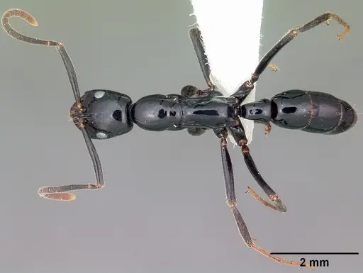 Leptogenys malama - CASENT0102990