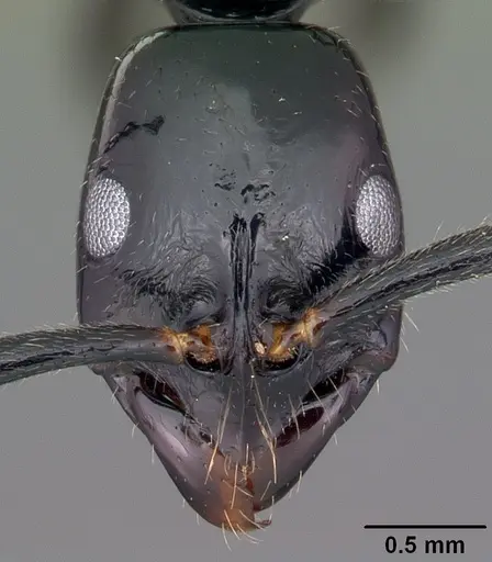 Leptogenys malama - CASENT0102990