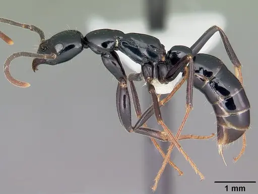 Leptogenys malama - CASENT0102990